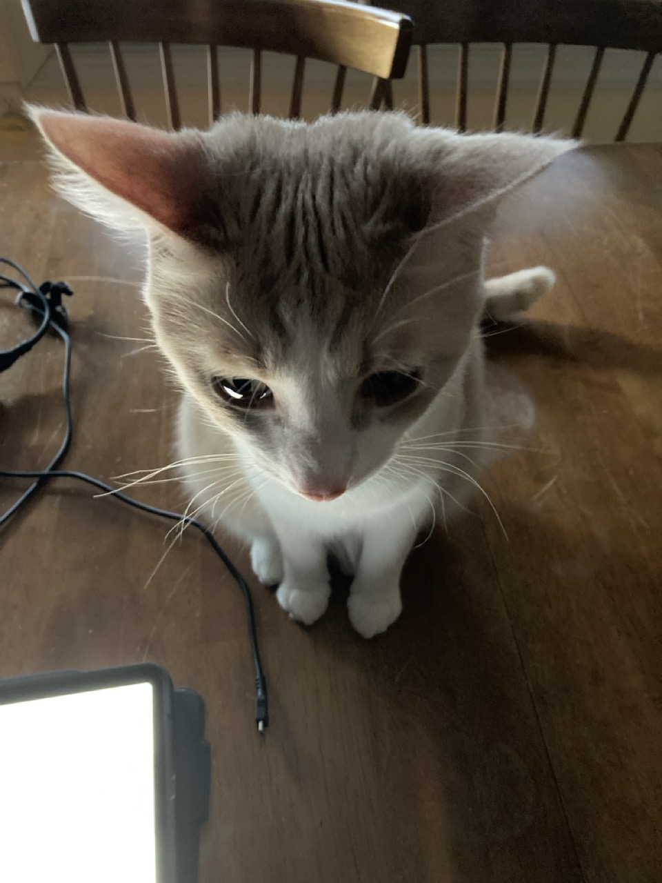 cat